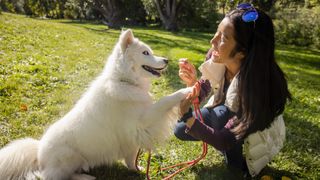 Happy woman giving treat to white dog in sunny park