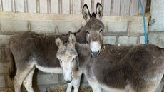 Snowball-L-and-Jemima-R-Picture-Credit-The-Donkey-Sanctruary-1.jpg