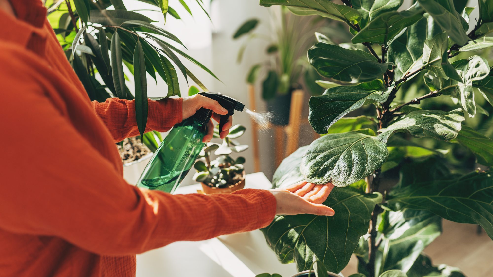 Woman sprays plants in flower pots with clean water from bottle. Closeup hand with sprayer. 