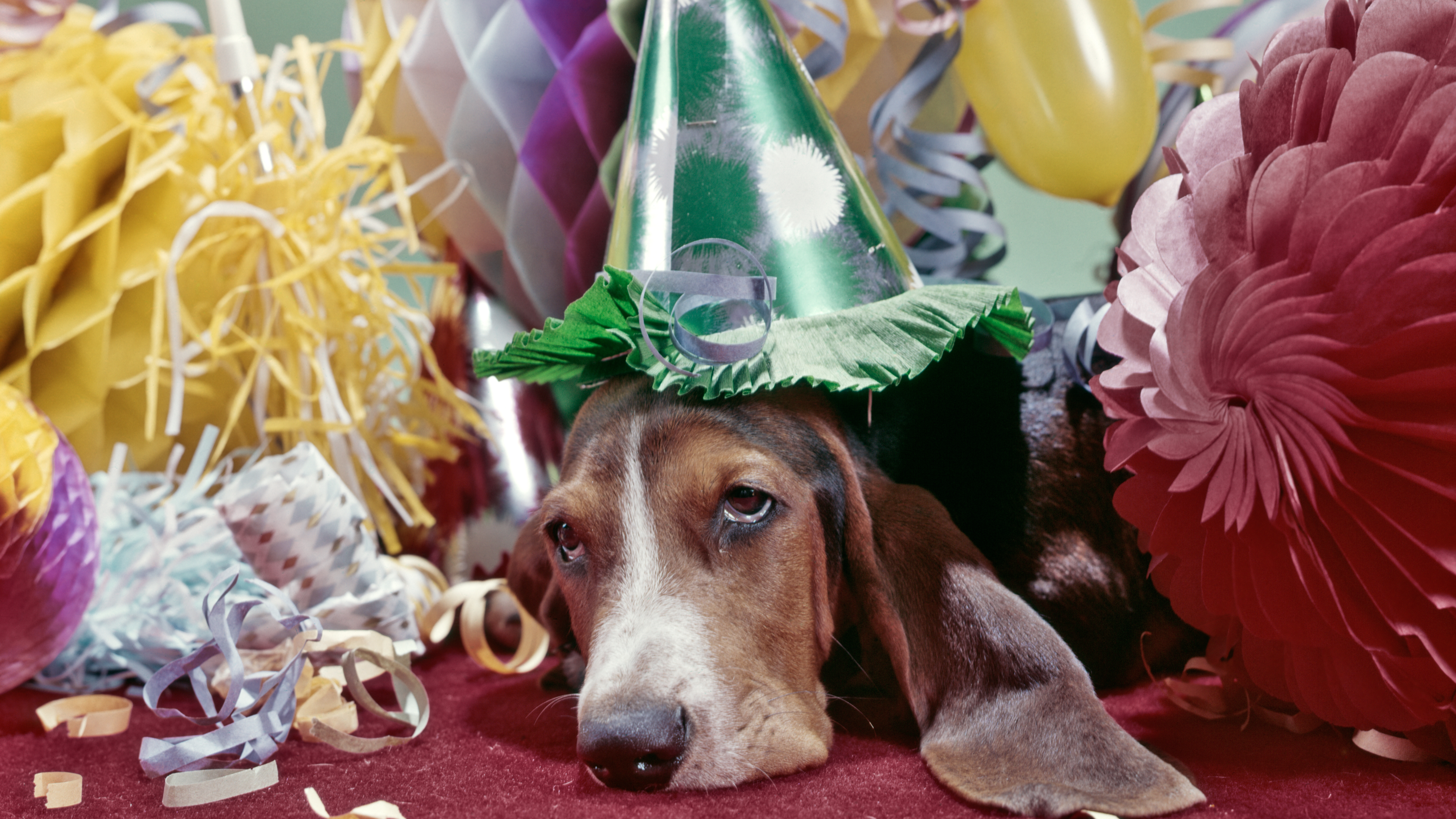 Tired dog in a party hat