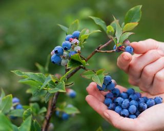 blueberries being harvested from shrub in late summer