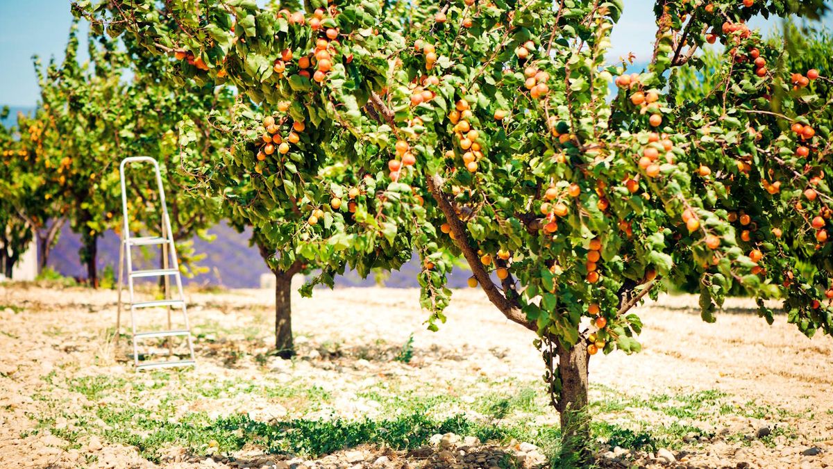 How to prune an apricot tree - expert tips for trimming | Homes & Gardens