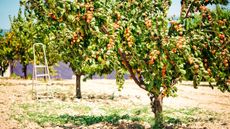 Pruning apricot trees in an orchard