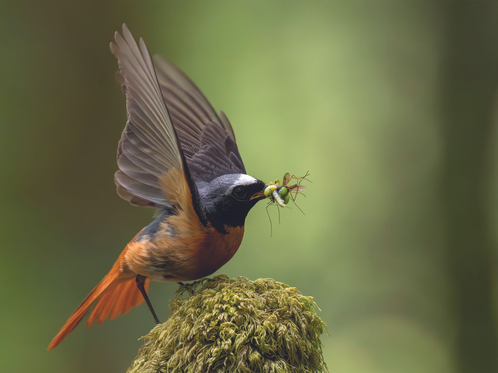 If any animal could be considered an artist, it is surely the redstart