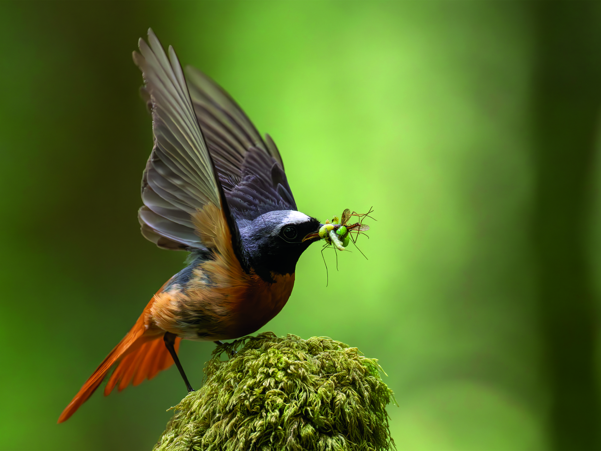 Redstart (Phoenicurus phoenicurus) male taking flight with food in beak, Wales, UK. May.