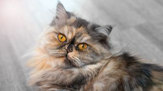 Tabby persian cat