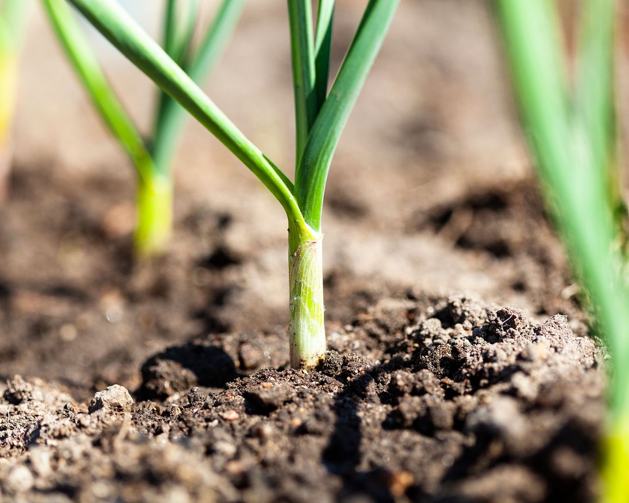 Best companion plants for onions flowers, herbs and veg to grow with