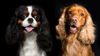Cavalier King Charles Spaniel vs Cocker Spaniel on black background