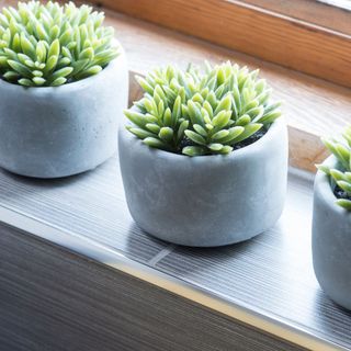 small propagated burro's tail plants in concrete pot on windowsill