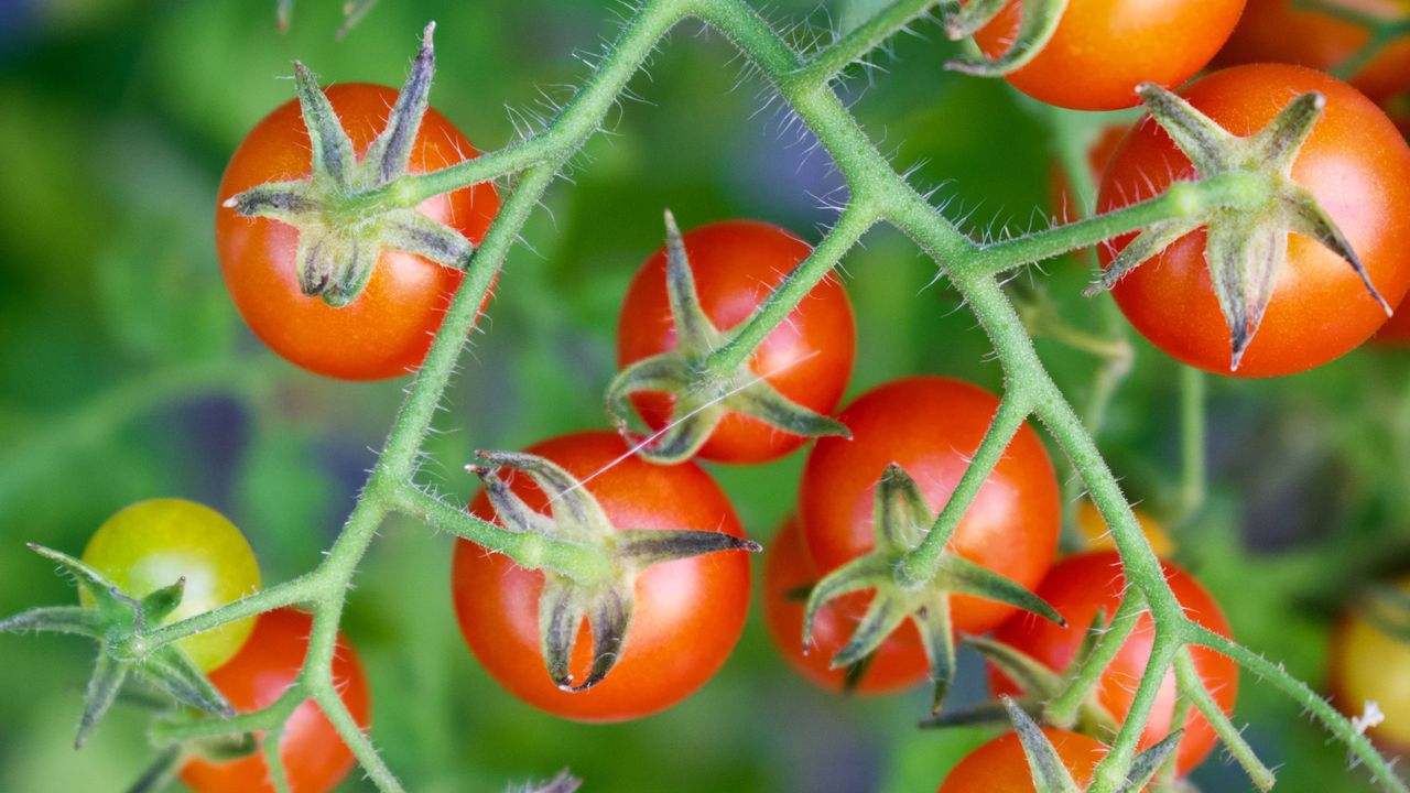The 3 kitchen scraps I never throw away if I want sweet, ripe tomatoes