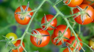 Tony Tim cherry tomatoes