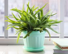 Aloe vera plant with slightly drooping leaves