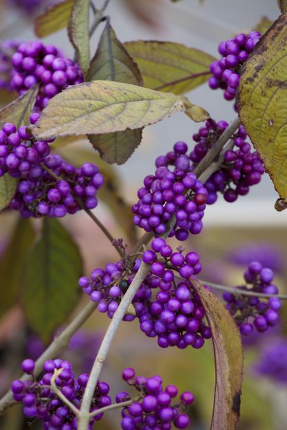 Autumn plants: the best plants to add seasonal colour | Real Homes