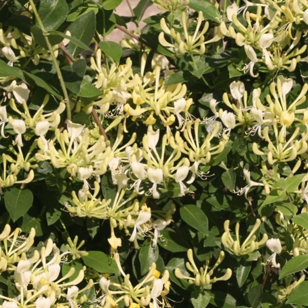 Scentsation Honeysuckle Vine - Quart Container