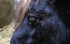 eye-injury3.jpg