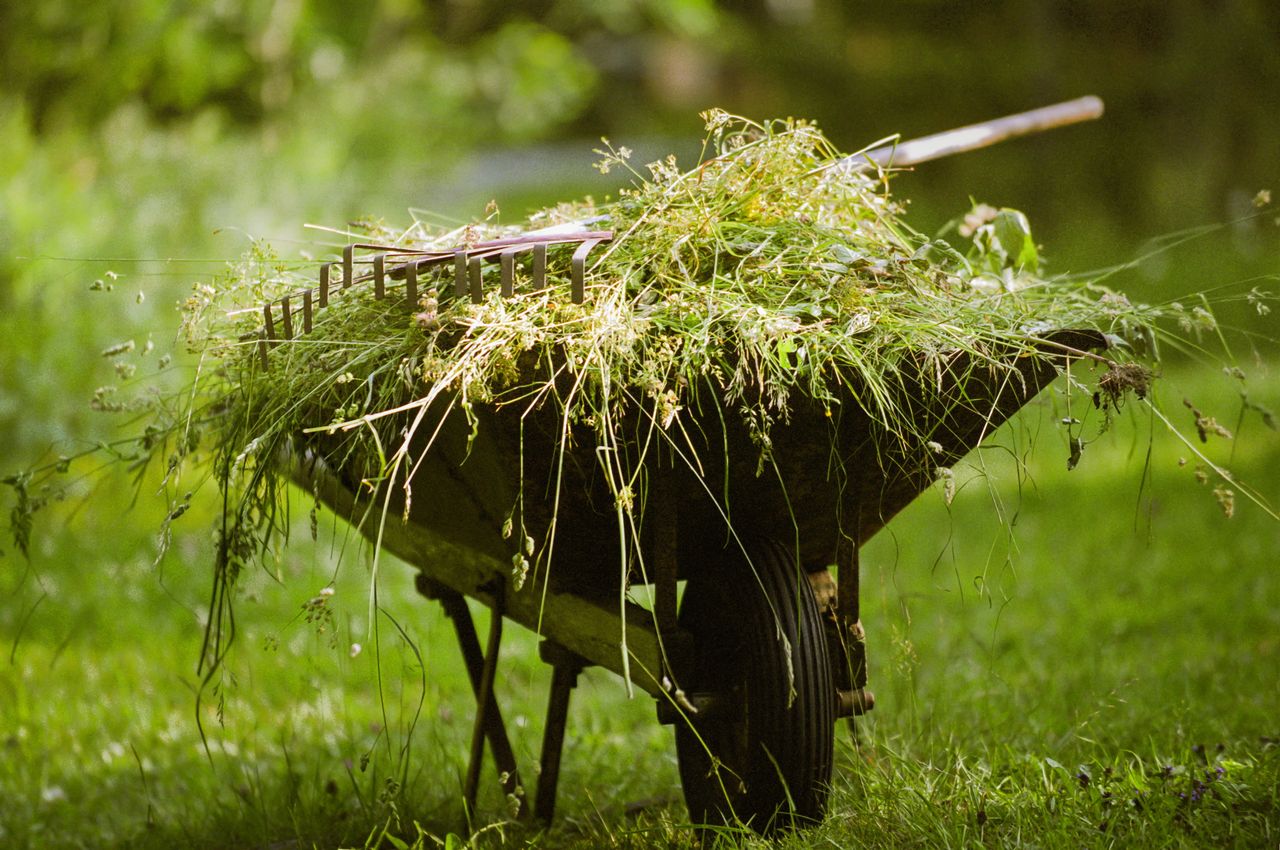 Despite what Tiffany may say, when clearing out winter growth, it&#039;s best to collect it in a wheelbarrow.