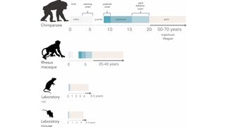 Years allocated to adolescence in the life history of chimpanzees (Pan troglodytes) compared with three widely studied model species: Rhesus macaques (Macaca mulatta), laboratory rats (Rattus norvegicus) and laboratory mice (Mus musculus).
