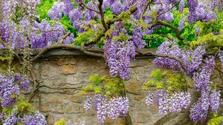 Chinese wisteria flowers on a stone wall