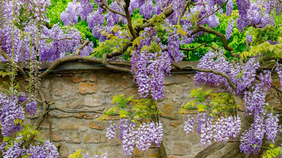7 best plants to grow on a wall | Tom's Guide