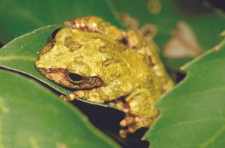 A newfound emerald-eyed tree frog called <em>Kurixalus berylliniris</em> from Taiwan.