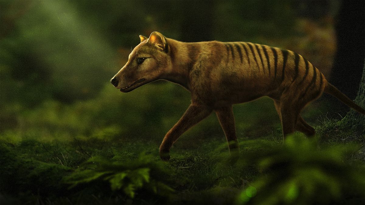 Could extinct Tasmanian tigers be brought back from the dead?