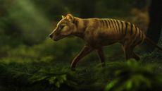 Tasmanian tigers are extinct &mdash; but that could change within 10 years, scientists say.