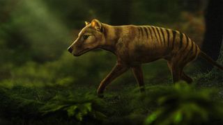 Tasmanian tigers are extinct — but that could change within 10 years, scientists say.