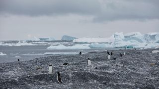 A Gentoo penguin colony on Andersson Island, Antarctica.
