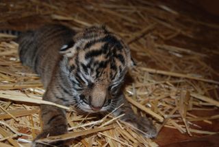 Sumatran tiger cub