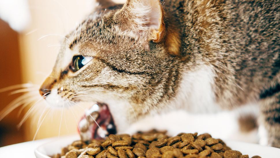 Cat throwing up food after eating? We asked a vet what you can do