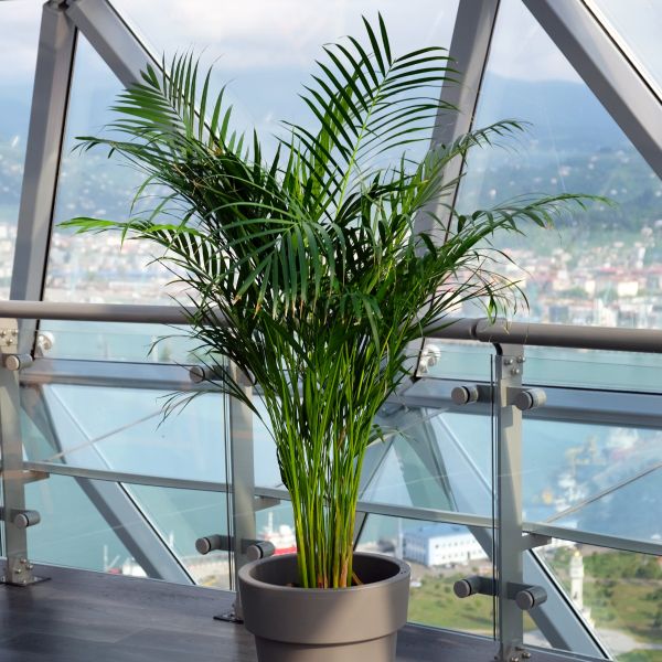 Areca Palm - #3 Container