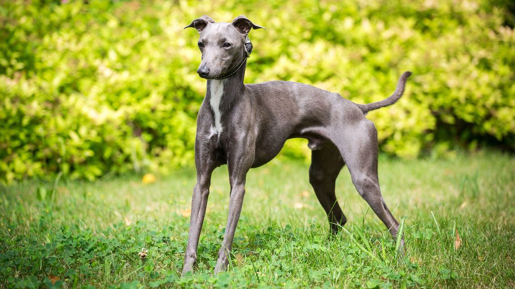 Italian Greyhound Breed Profile And Information PetsRadar