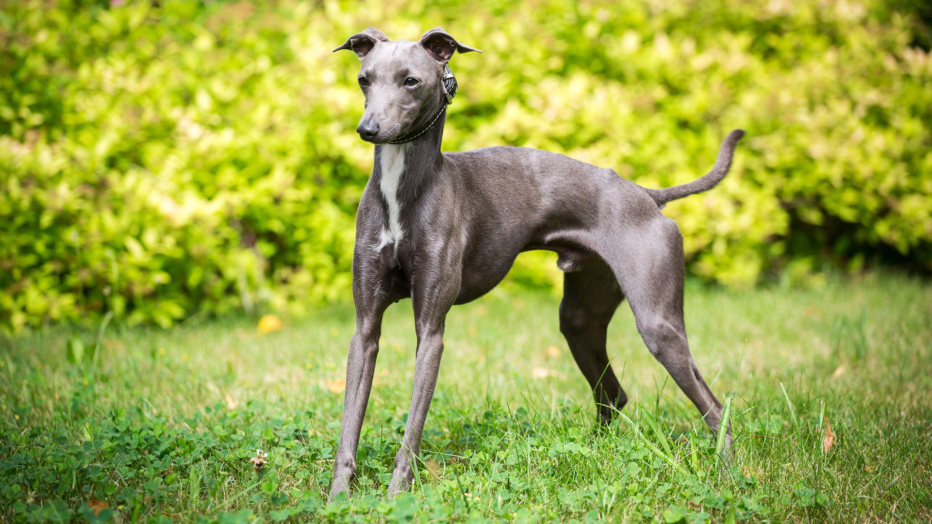 Italian Greyhound standing