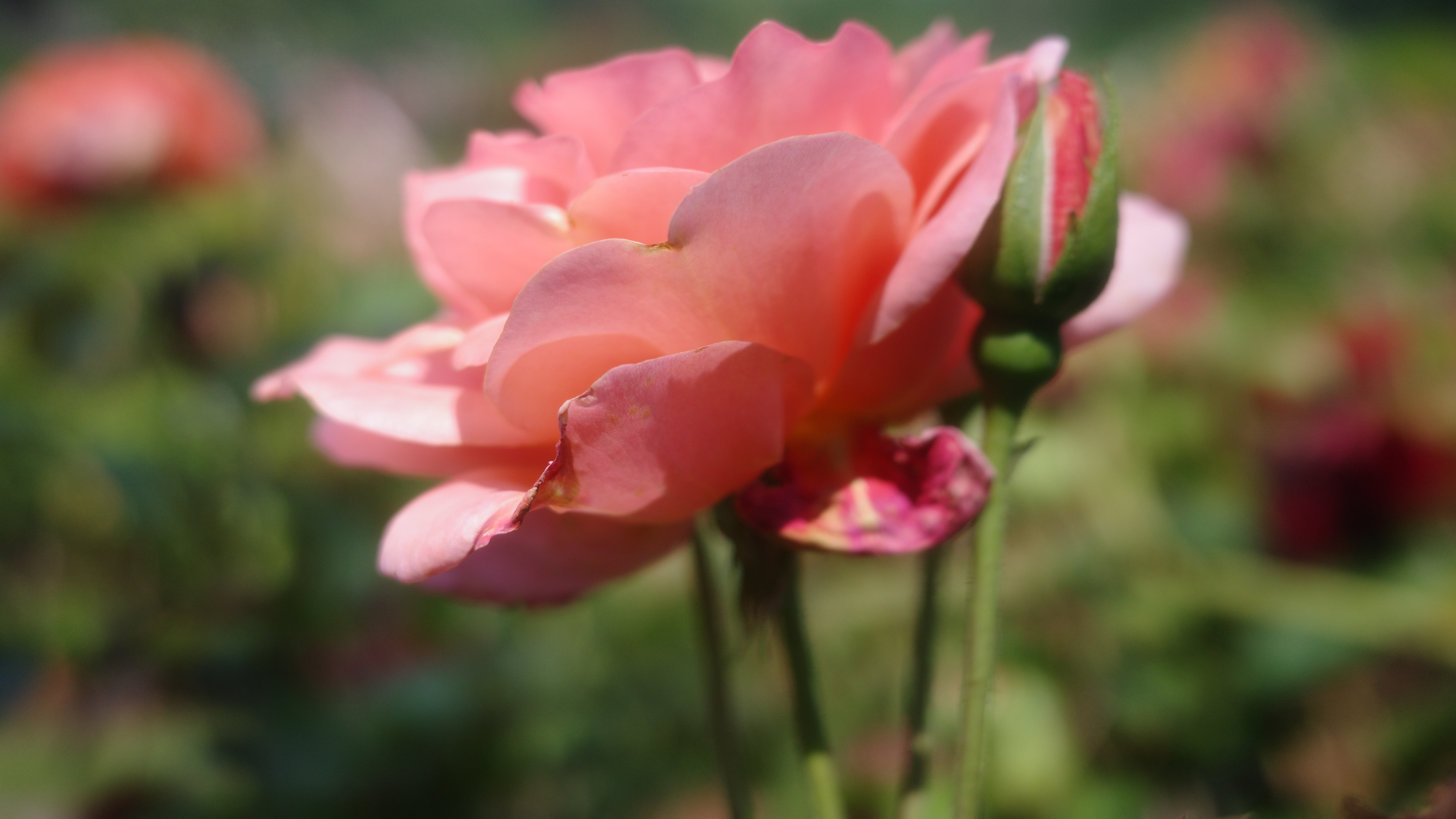 A pink flower photographed with the Ricoh GR IIIx HDF camera in macro mode