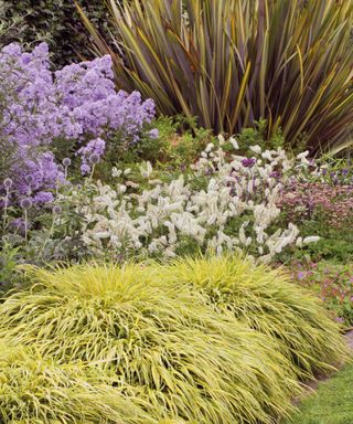 Hakonechloa macra ‘Aureola’