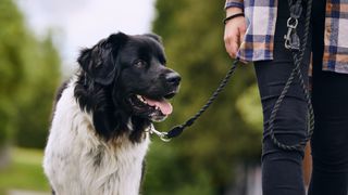 Dog walking with owner leash