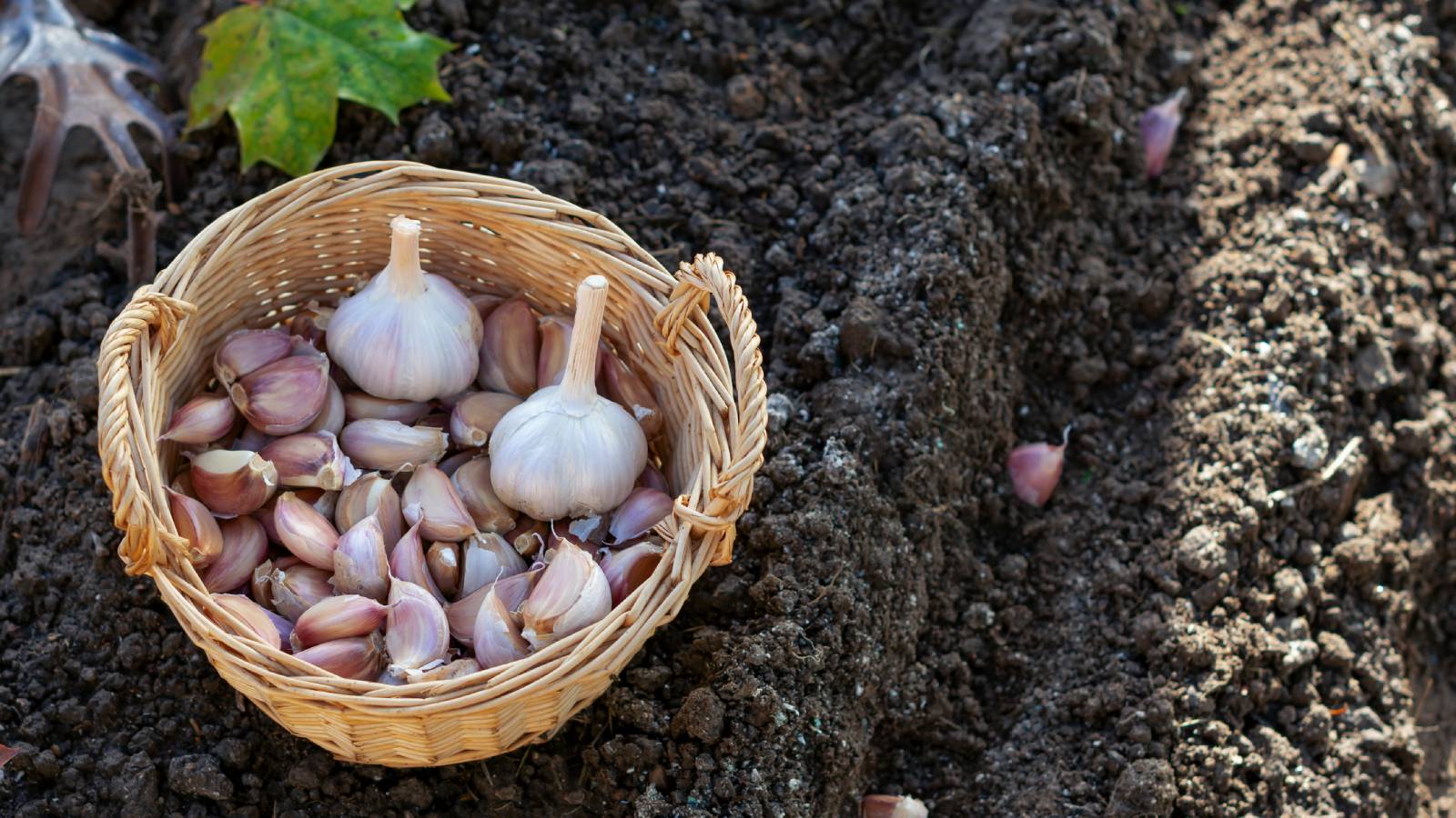 A basket of garlic cloves next to a furrow in soil where more cloves are being planted