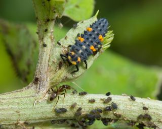 The larvae of a seven-spot ladybird eating blackfly