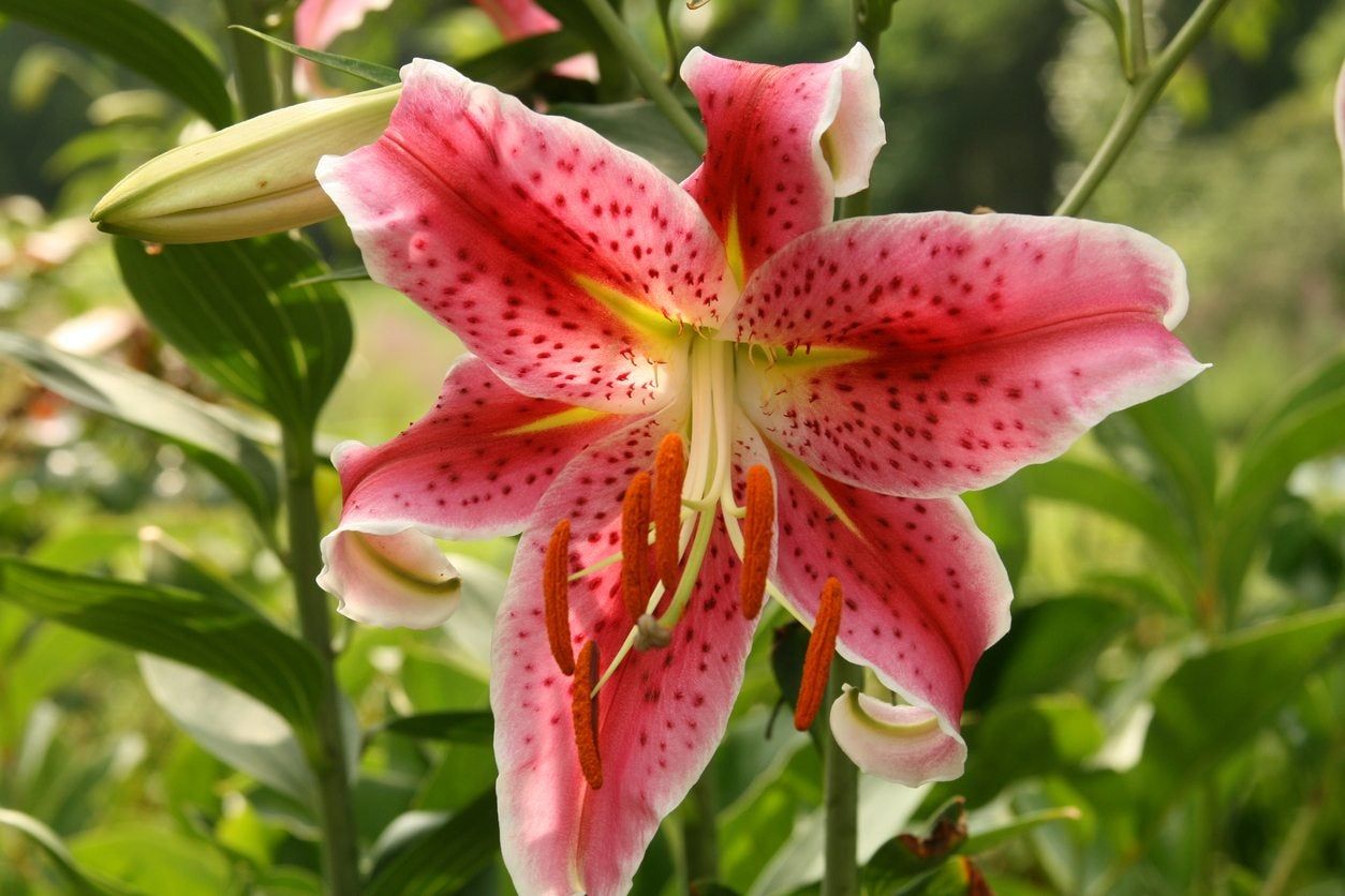 Oriental Lily Plant