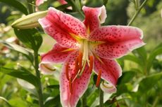 Oriental Lily Plant