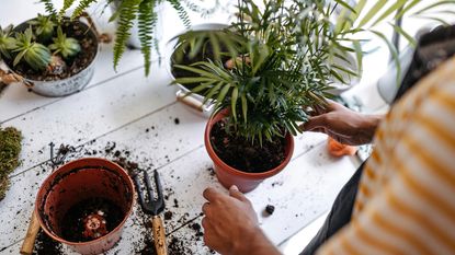 repotting a houseplant