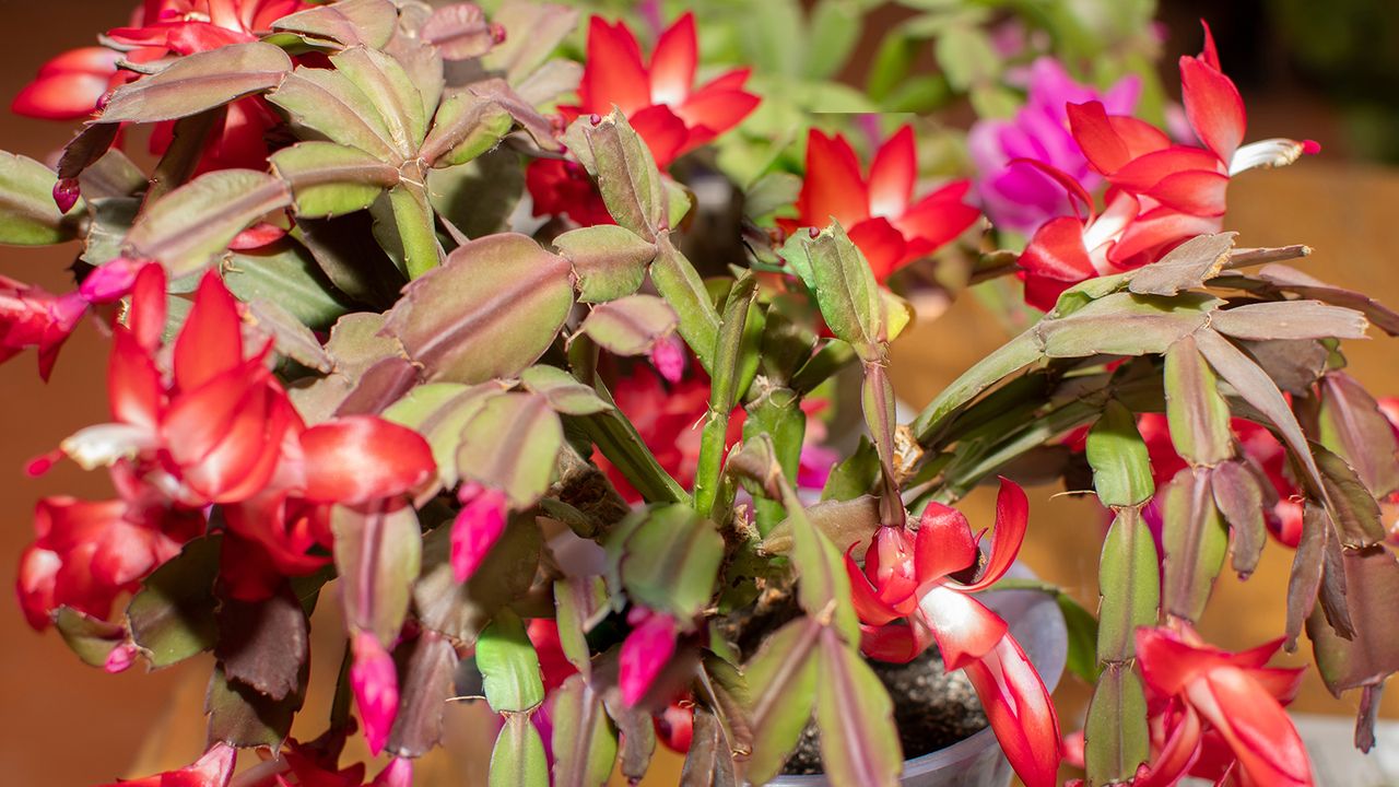 Christmas cactus with purple-red tinge to leaves