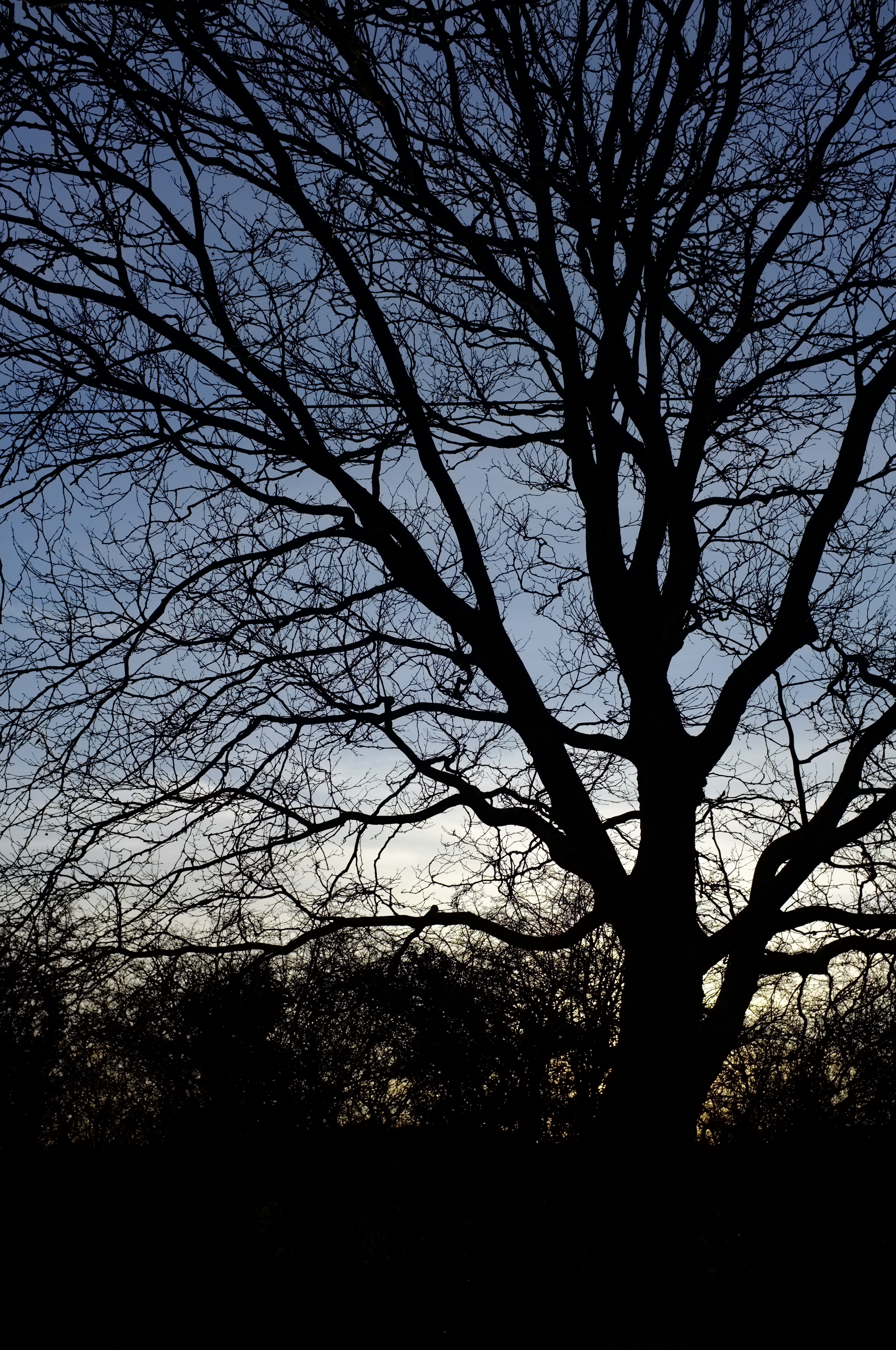 Fuji x100 review