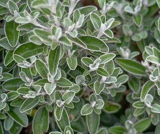 Silver foliage of the evergreen brachyglottis plant