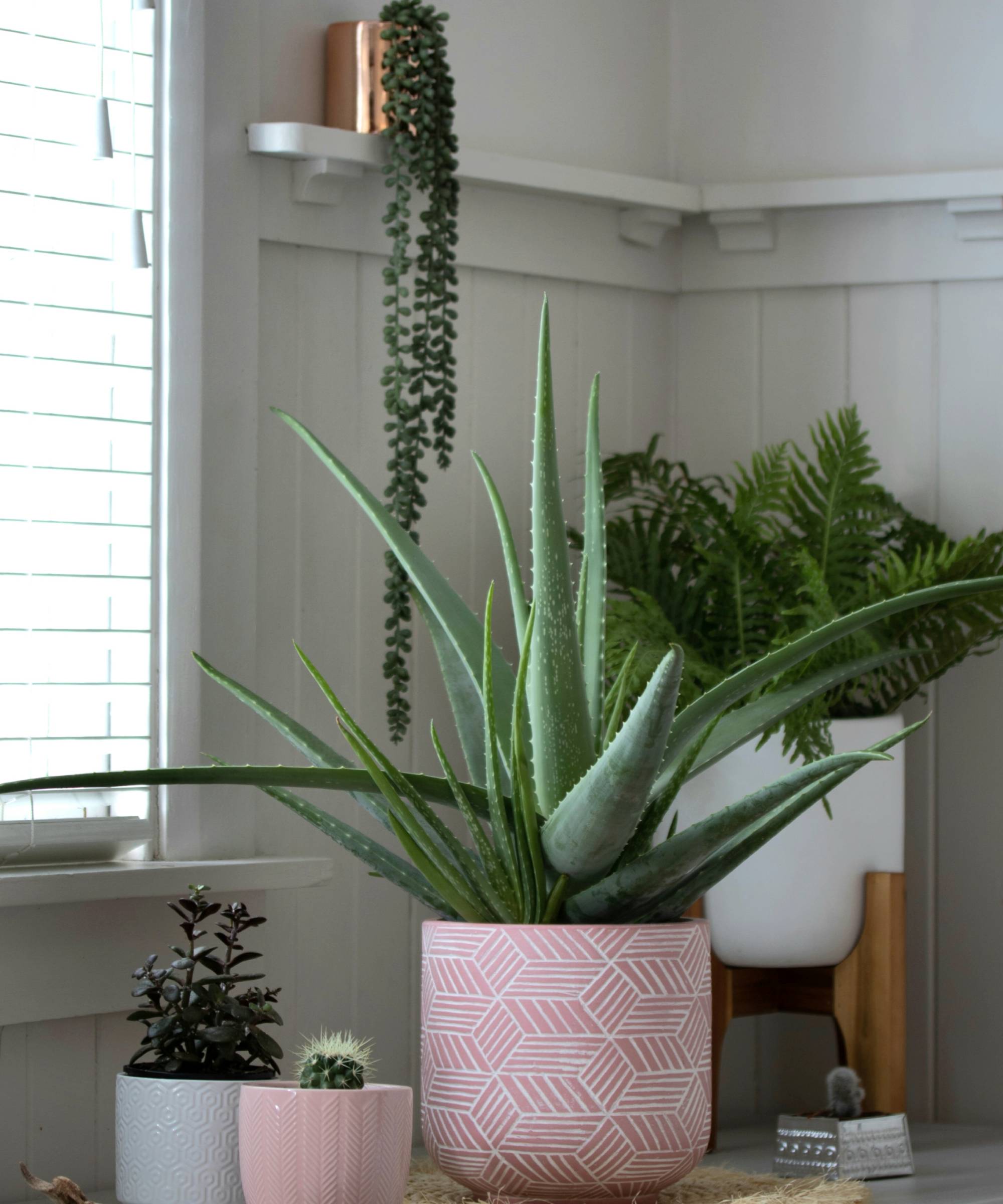 Aloe vera and houseplants on table