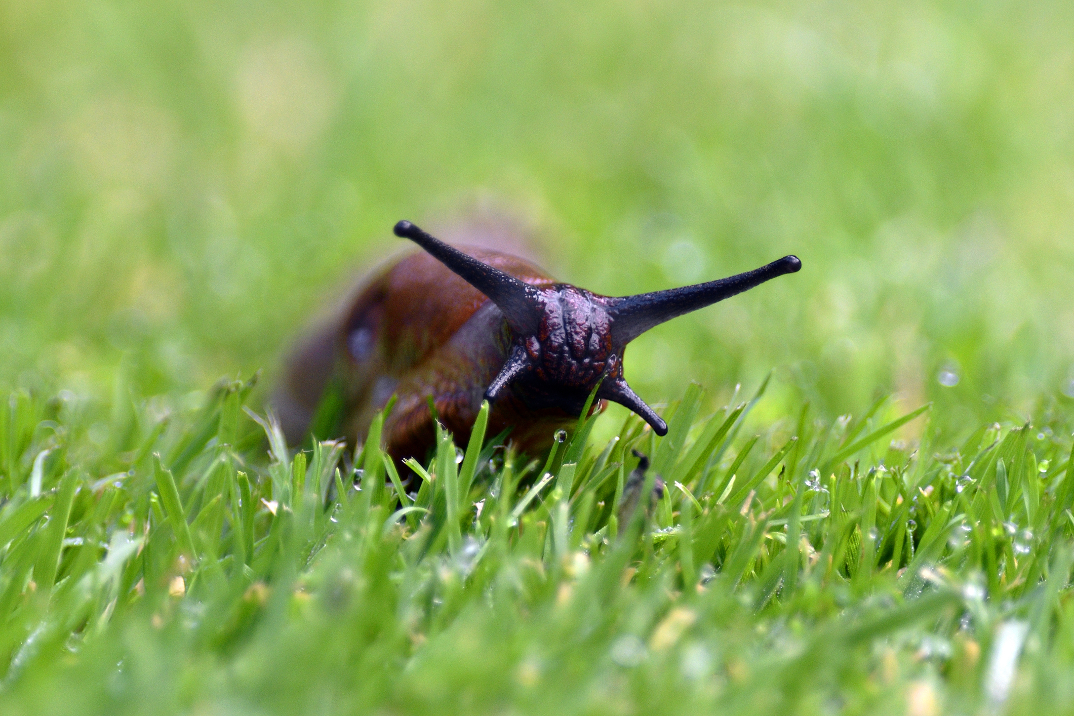 Red slug