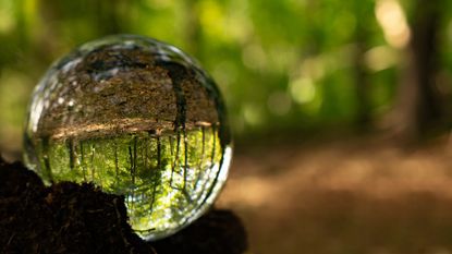 Glass ball in forest showing upside-down landscape