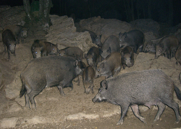 Wild boar Tuscany