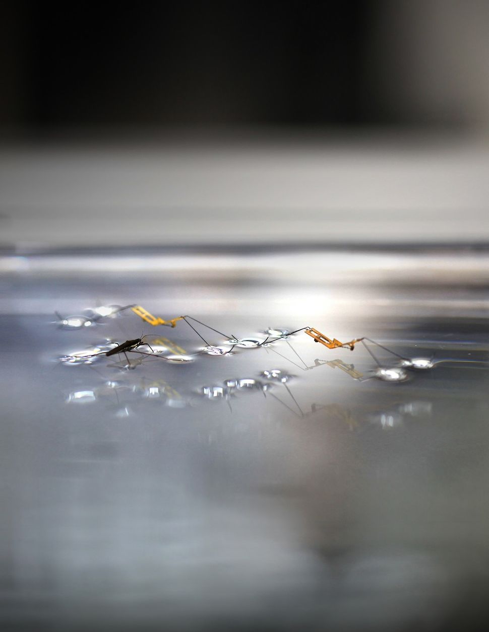 Bug Bots! These InsectInspired Robots Can Jump on Water Live Science