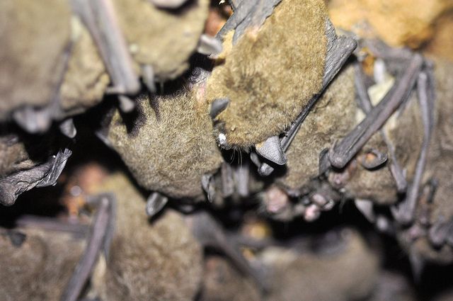 The white fungal growth on one of the endangered gray bats in the center of this image is a symptom of white-nose syndrome. An analysis later confirmed the bat indeed had white-nose syndrome. 